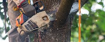 How Our Tree Care Process Works  in  La Vista, NE