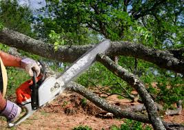 Best Seasonal Cleanup (Spring/Fall)  in La Vista, NE