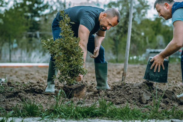 Best Stump Grinding and Removal  in La Vista, NE