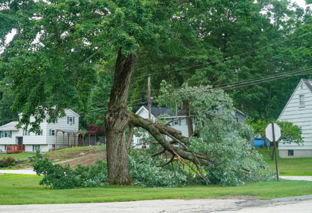 Trusted La Vista, NE Tree Removal Experts